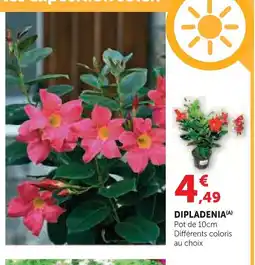 Super U Dipladenia offre