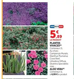 Super U Plantes vivaces offre