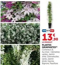 Super U Plantes grimpantes offre