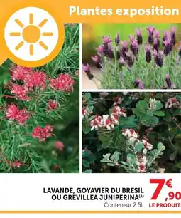 Super U Lavande, goyavier du bresil ou grevillea juniperina offre