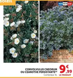 Super U Convolvulus cneorum ou ceanothe persistante offre