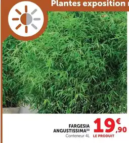 Super U Fargesia angustissima offre