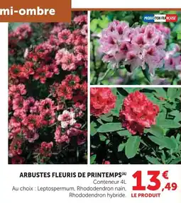 Super U Arbustes fleuris de printemps offre