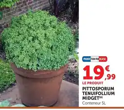 Super U Pittosporum tenuifollium midget offre