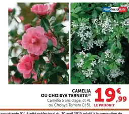 Super U Camelia ou choisya ternata offre