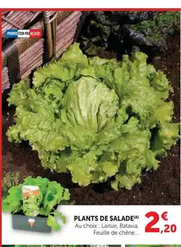Super U Plants de salade offre