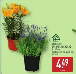 ALDI GARDENLINE Lys ou lavande offre