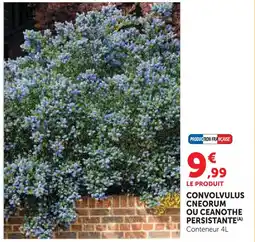 Hyper U Convolvulus cneorum ou ceanothe persistante offre