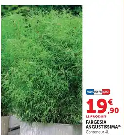 Hyper U Fargesia angustissima offre