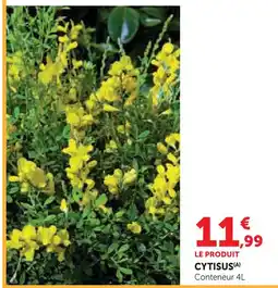Hyper U Cytisus offre