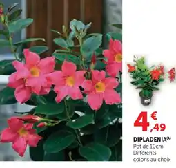 Hyper U Dipladenia offre
