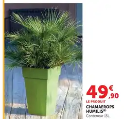 Hyper U Chamaerops humilis offre
