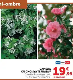 Hyper U Camelia offre