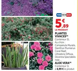 Hyper U Plantes vivaces campanula muralis offre
