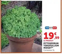 Hyper U Pittosporum tenuifolium midget offre