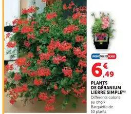 Hyper U Plants de géranium lierre simple offre