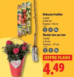 Lidl Arbuste fruitier offre