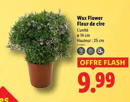 Lidl Wax flower fleur de cire offre