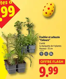 Lidl Fruitiers et arbustes colours offre