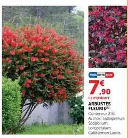 Super U Arbustes fleuris - leptospermum scoparium offre