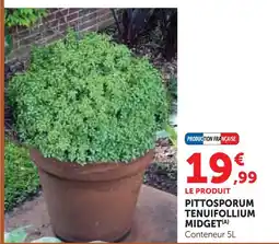 Super U Pittosporum tenuifolium midget offre