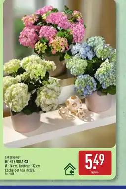 ALDI GARDENLINE Hortensia offre