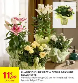 Intermarché Hyper Plante fleurie prêt à offrir dans une collerette offre
