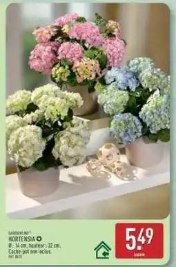 ALDI Hortensia offre