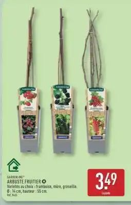 ALDI Arbuste fruitier offre