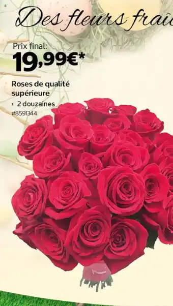Costco Roses de qualité supérieure offre