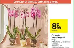 Carrefour Market Orchidée Phalaenopsis offre