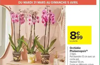 Carrefour Market Orchidée Phalaenopsis offre