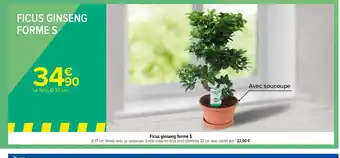 Carrefour Ficus Ginseng Forme S offre