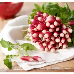 Carrefour Market Radis rose botte offre