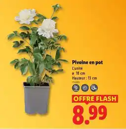 Lidl Pivoine en pot offre