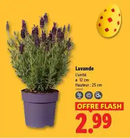 Lidl Lavande offre