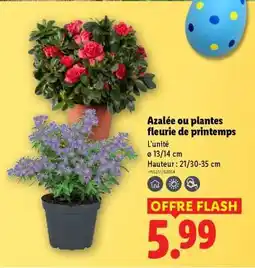 Lidl Azalée ou plantes fleurie de printemps offre