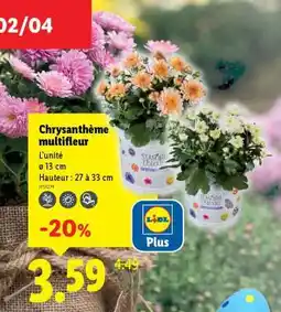 Lidl Chrysanthème multifleur offre