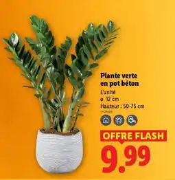 Lidl Plante verte en pot béton offre