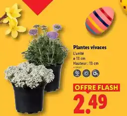 Lidl Flash - plantes vivaces offre