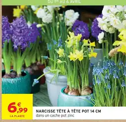Intermarché Narcisse tête à tête pot 14 cm offre
