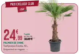 Botanic Palmier de chine offre