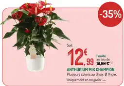 Botanic Anthurium mix champion offre