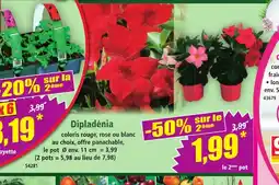 Norma Dipladénia offre