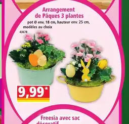 Norma Arrangement de Pâques 3 plantes offre