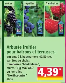 Norma Arbuste fruitier pour balcons et terrasses offre