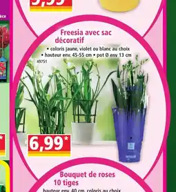 Norma Freesia avec sac décoratif offre