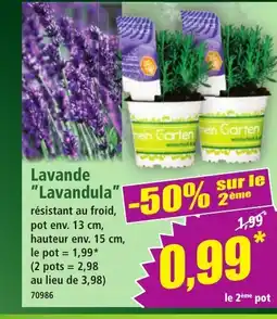 Norma Lavande Lavandula offre