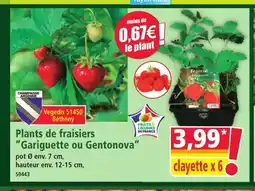 Norma Plants de fraisiers Gariguette ou Gentonova offre