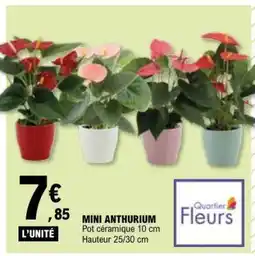 E.Leclerc MINI ANTHURIUM offre